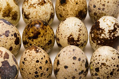 Golden Pheasant Egg Rate .
